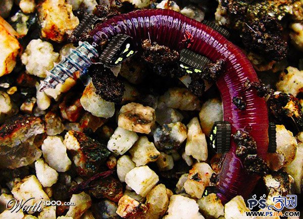 ps移花接木大法: 26个出色的动物机器人(3)_P