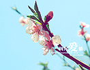 调出色彩鲜艳的桃花枝