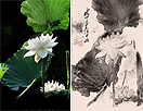 将荷花照片处理为漂亮的水墨画效果