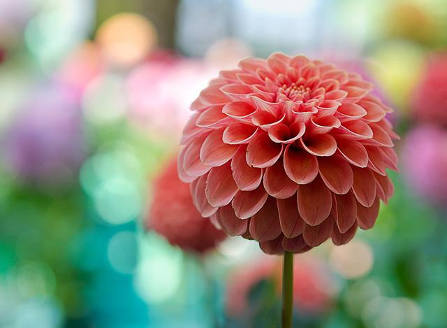 49张美丽的花卉摄影作品