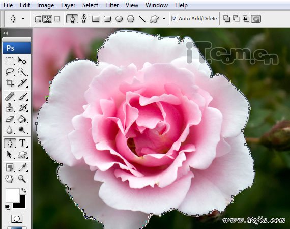 Photoshop合成一只性感漂亮的花妖