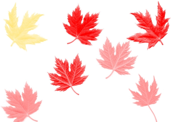 逼真的枫叶笔刷_ps家园网