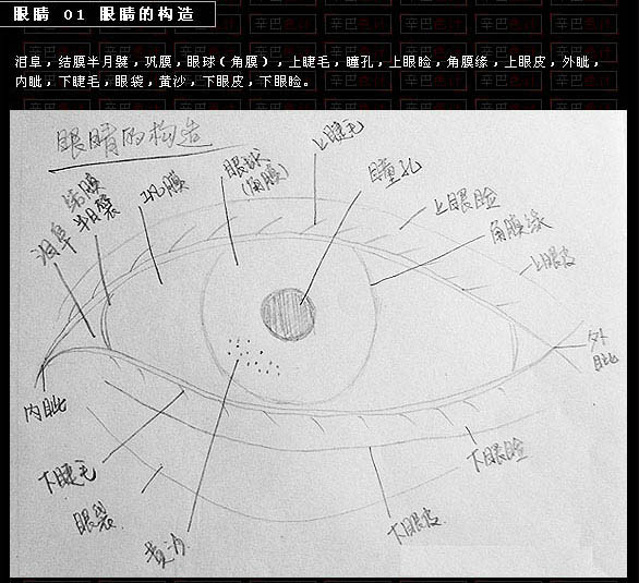 眼睛的构造形状角度和透视等等鼠绘相关问题