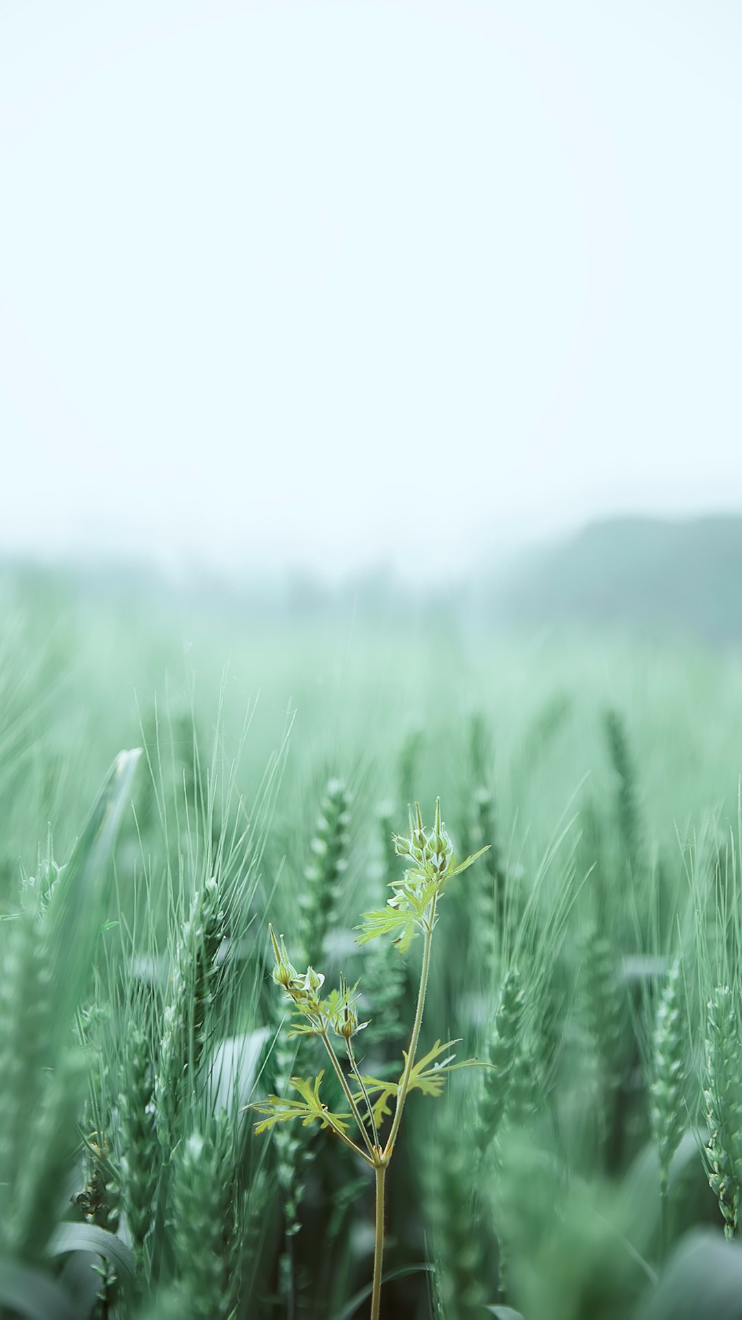Photoshop制作绿色主题的手机壁纸,PS教程,PS家园网