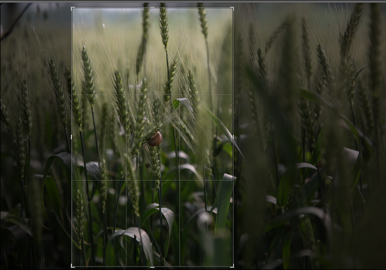 Photoshop制作绿色主题的手机壁纸,PS教程,PS家园网