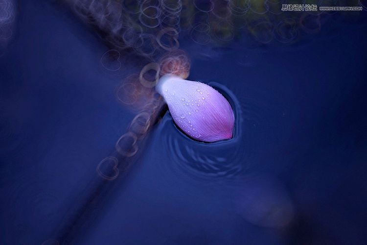 Photoshop为夏日荷花图调出清新高雅色调