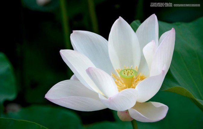 Photoshop制作梦幻风格的紫色荷花