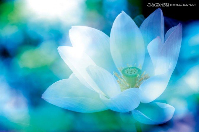 Photoshop制作梦幻风格的紫色荷花
