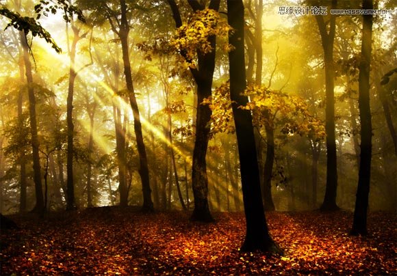 Photoshop给树林图片加上清晨的阳光光线