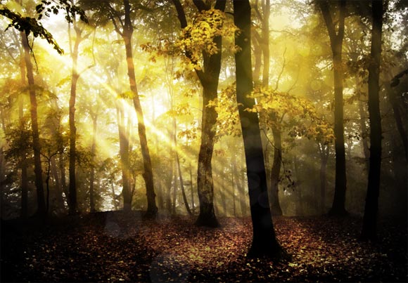 Photoshop给树林图片加上清晨的阳光光线