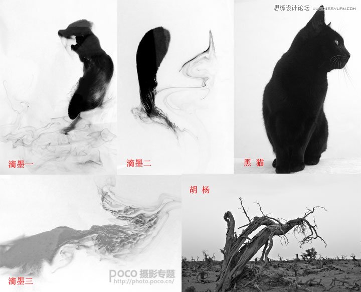 Photoshop合成蹲在树枝上的猫咪