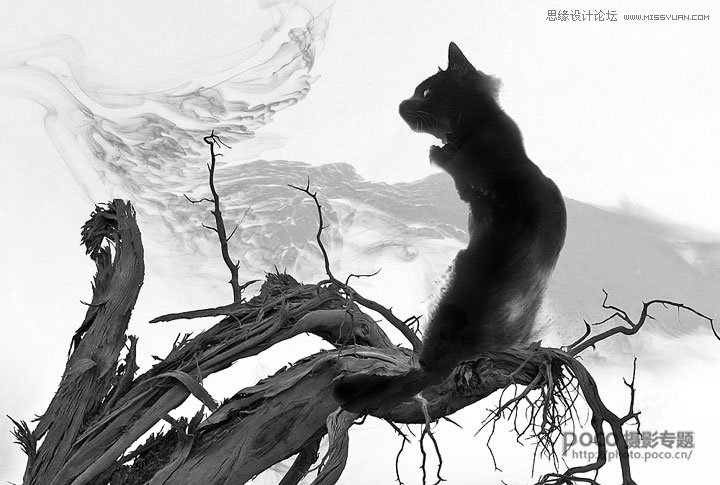 Photoshop合成蹲在树枝上的猫咪