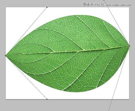 Photoshop创建清新的绿叶文字教程