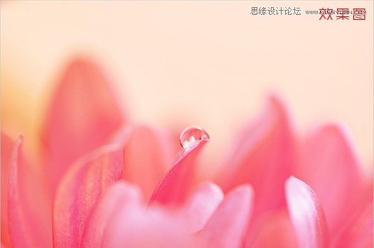 Photoshop简单调出唯美的微距花卉作品