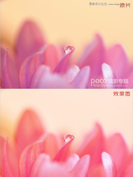 Photoshop简单调出唯美的微距花卉作品