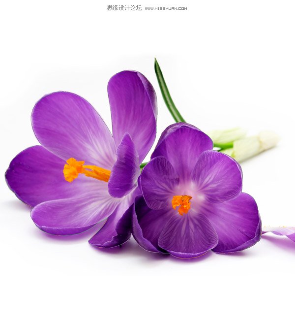 Photoshop合成教程:梦幻的小鸟女孩画像